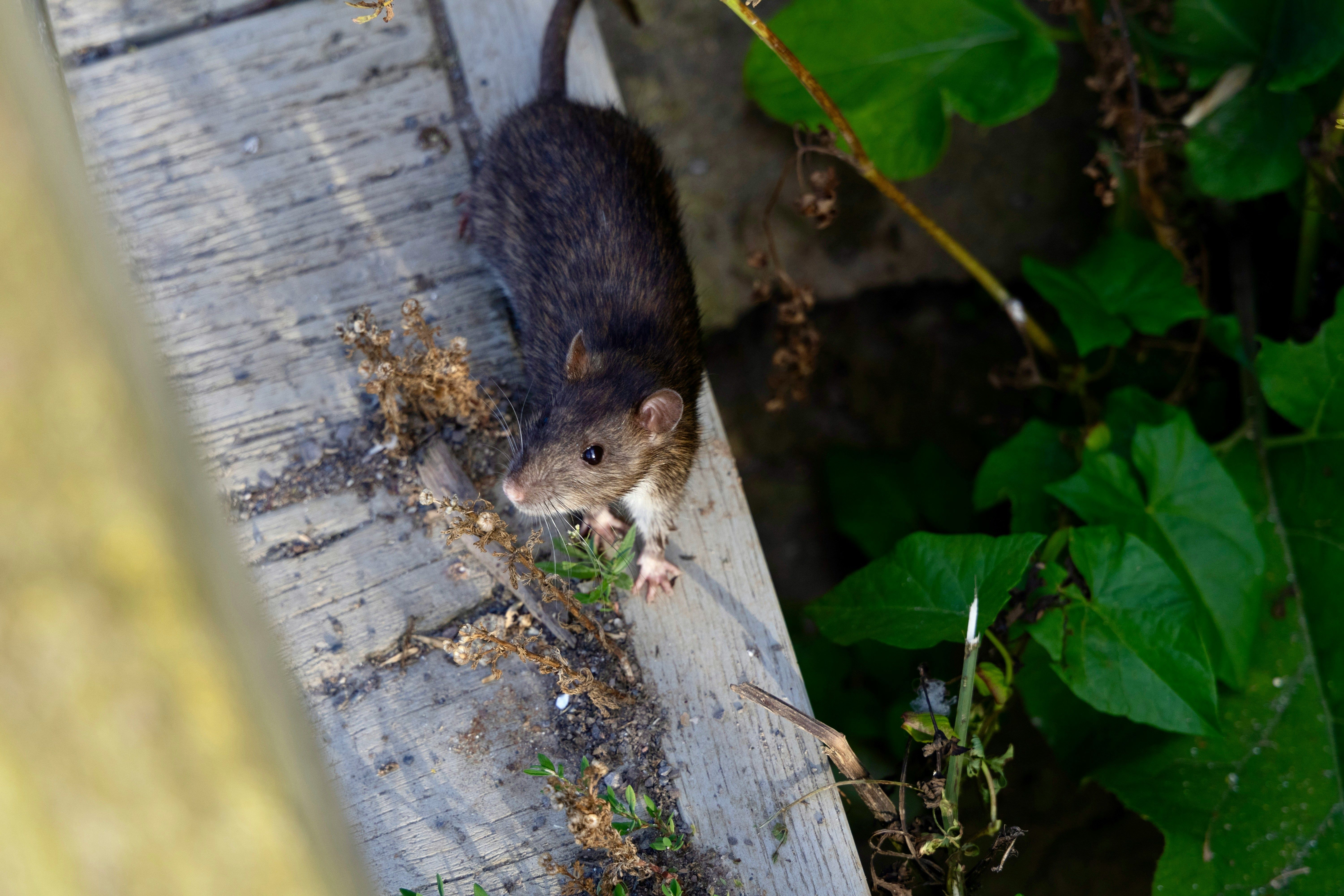 Rodent Treatment Caboolture