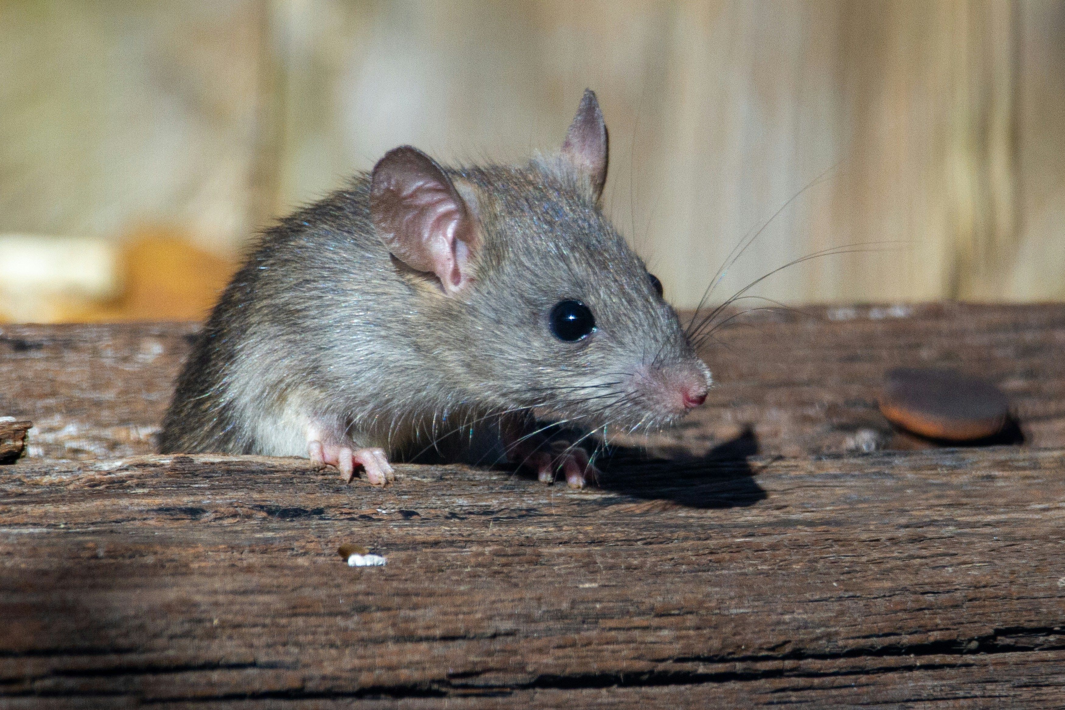 Rodent Treatment with 30-Day Follow-Up