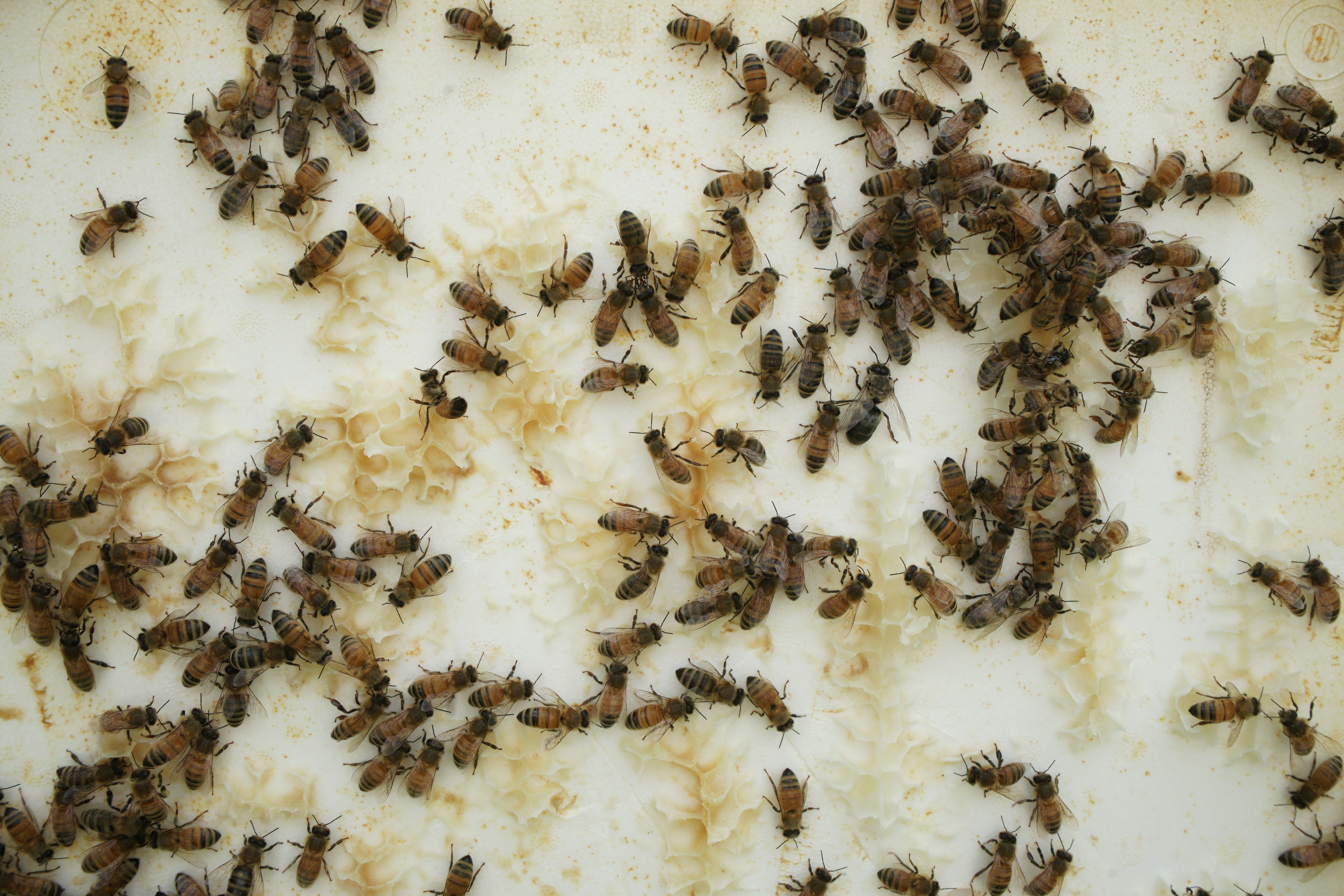 Termite Inspection and Pest Control Caboolture