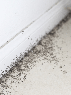 Why Do Ants Keep Coming Back? How to Deal With Persistent Ant Problems