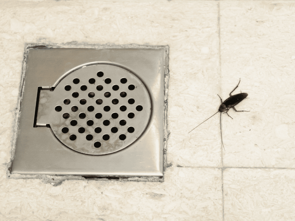 Cockroaches in the Kitchen or Bathroom? Signs You May Have an Infestation