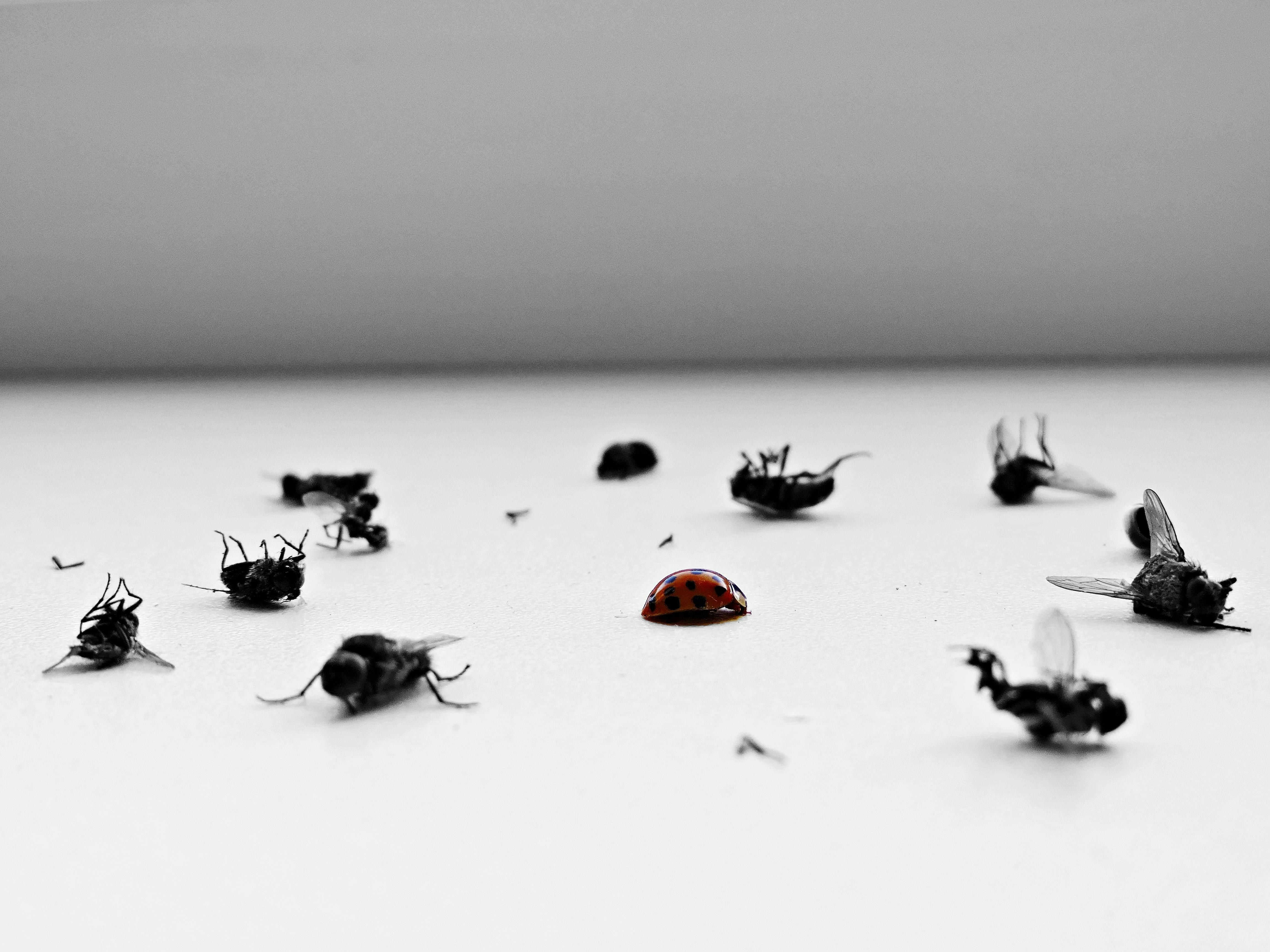 General Pest Control Caboolture