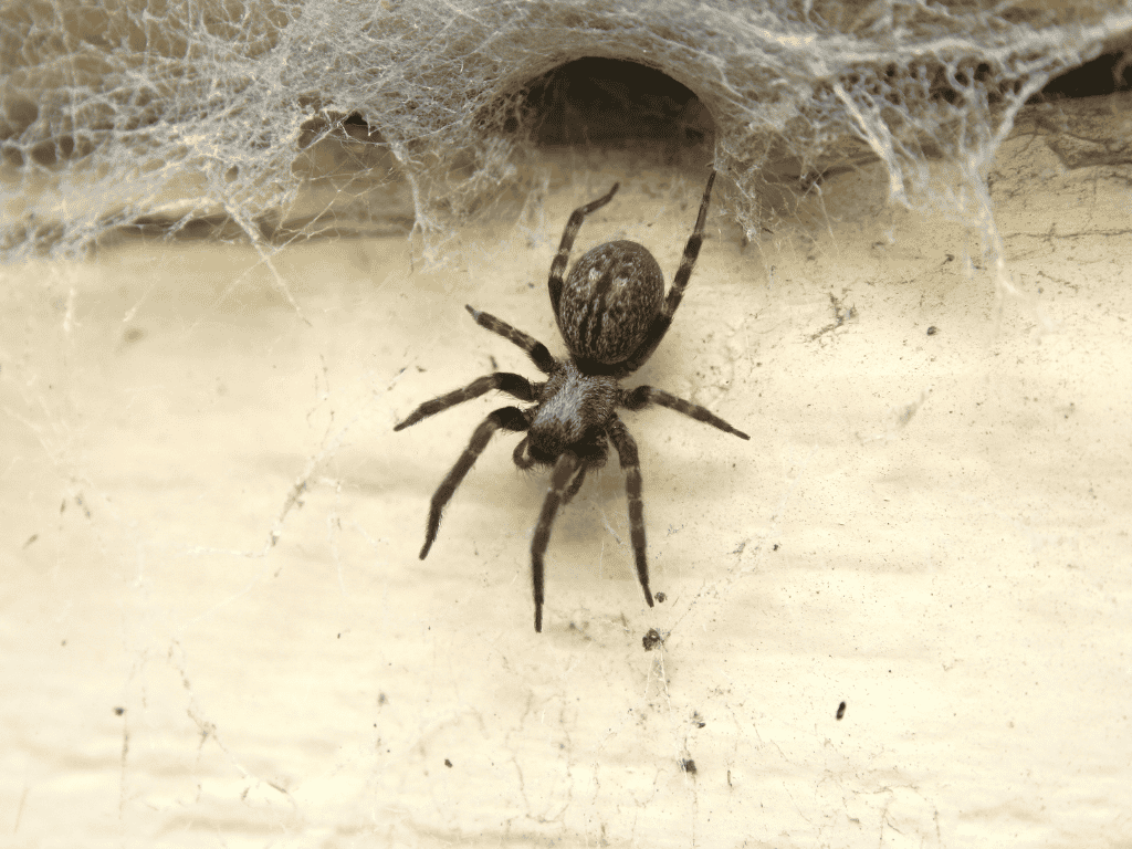 Where Do Spiders Hide Around Your Home? Common Spider Hotspots to Check