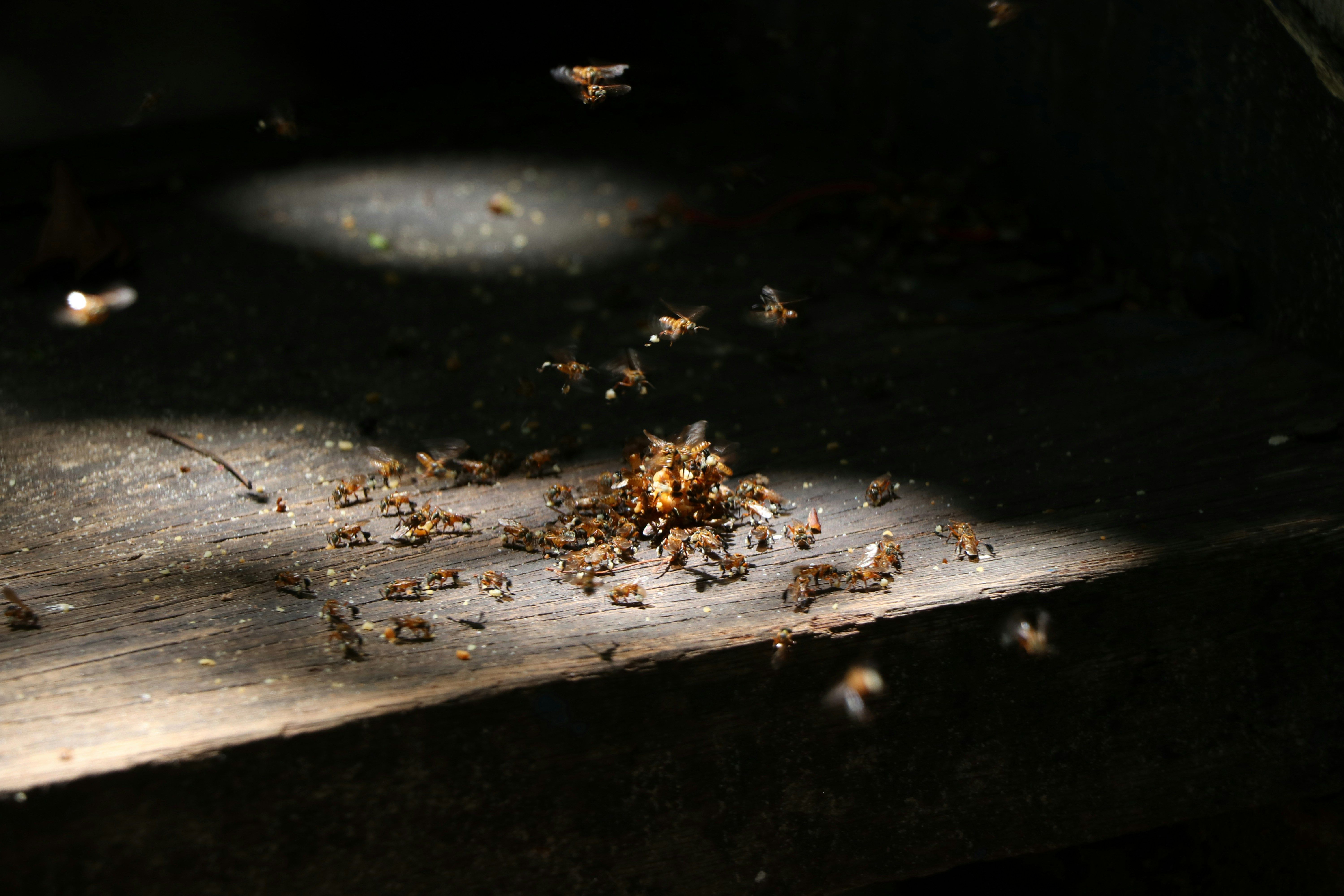 Termite Inspection Caboolture