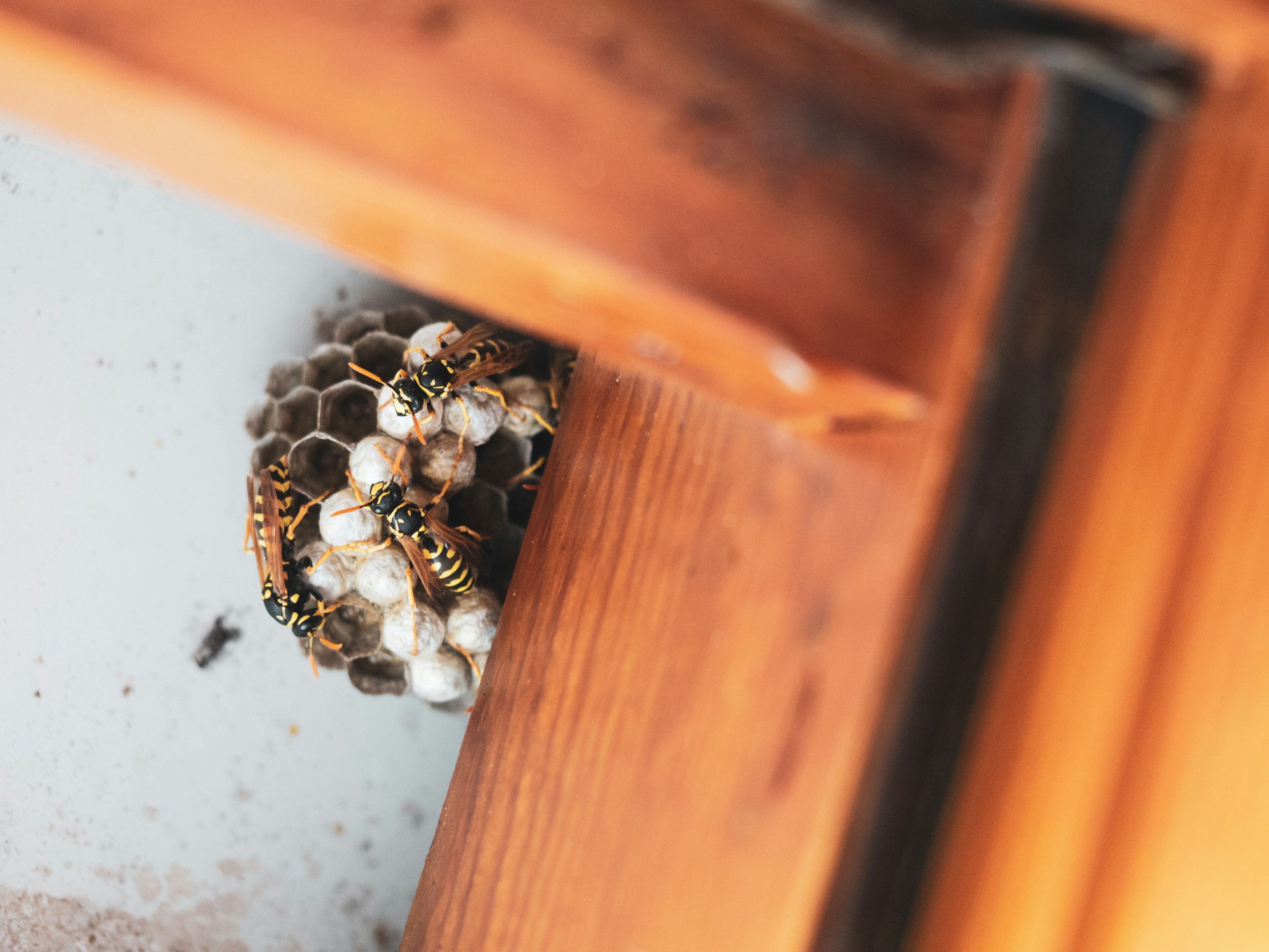 Residential Pest Control Caboolture