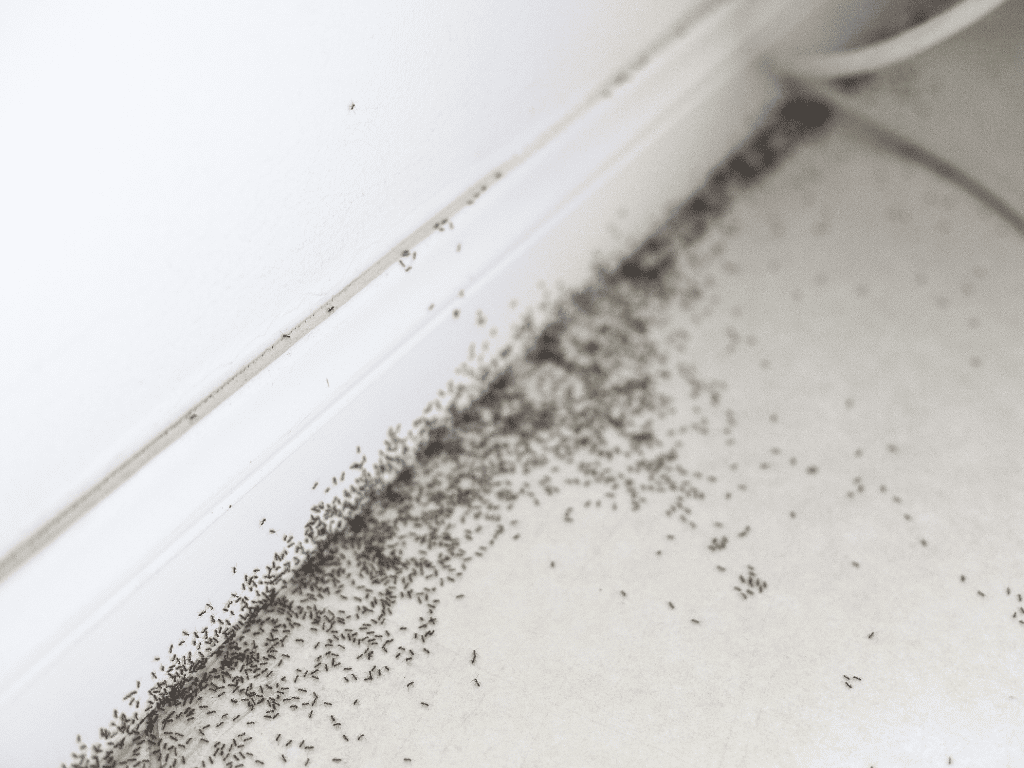 Why Do Ants Keep Coming Back? How to Deal With Persistent Ant Problems